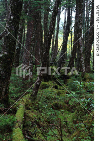 Primitive forest of Shirakomakike 36818266