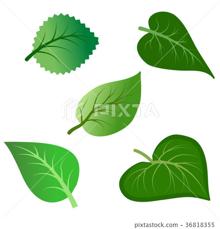Vector set of green leaves isolated  36818355