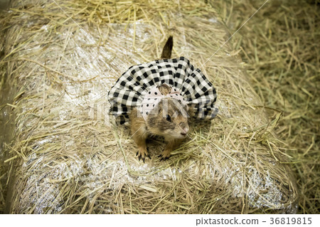 Fancy Prairie Dog 36819815