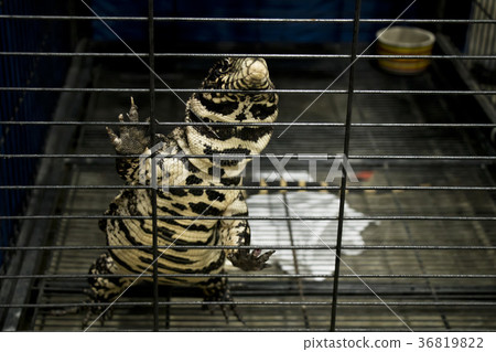 water monitor is climbing in the cage. water monitor is climbing in the cage. 36819822