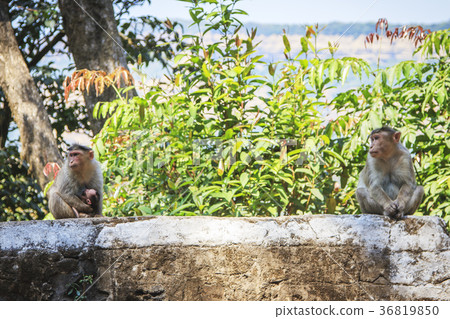 Monkey family in the tropical forest Monkey family in the tropical forest 36819850