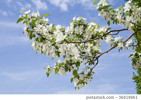 branch of apple tree with many flowers branch of apple tree with many flowers 36819861