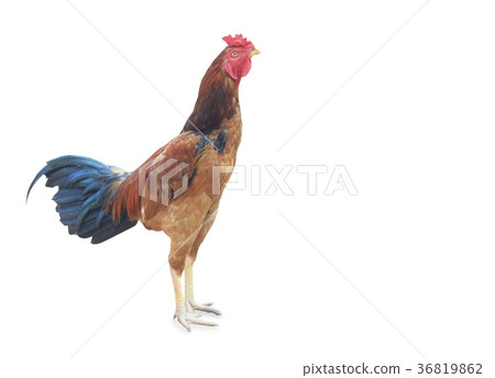 Large colorful rooster standing 36819862