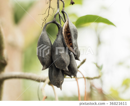 Brachychiton seed pods 36821611