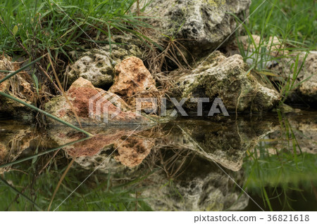 Stones are reflected in the water 36821618