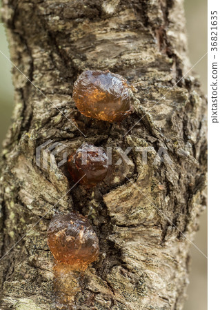 Drops of tree resin on a tree trunk 36821635