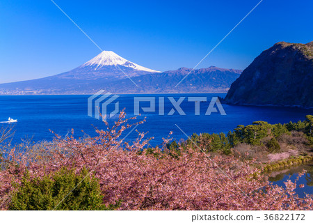 河津櫻花盛開在富士山西伊豆田 36822172