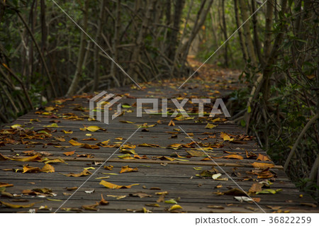 Wooden Bridge in Mangrove Forest at Laem Phak Bia 36822259