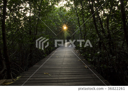 Wooden Bridge in Mangrove Forest at Laem Phak Bia Wooden Bridge in Mangrove Forest at Laem Phak Bia 36822261