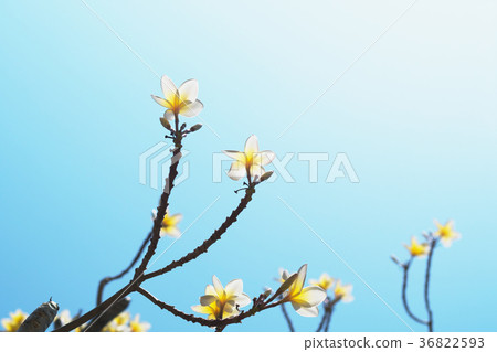 beautiful white plumeria on blue sky with sunshine 36822593