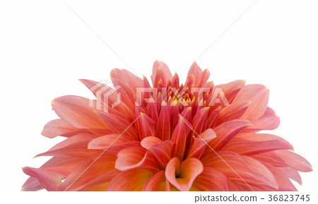 red dahlia isolated 36823745