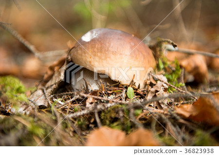 white fungus growing in autumn white fungus growing in autumn 36823938
