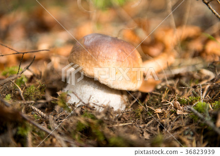 white fungus growing in autumn 36823939