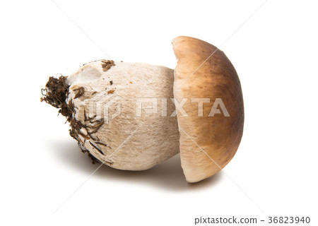 white mushroom isolated white mushroom isolated 36823940