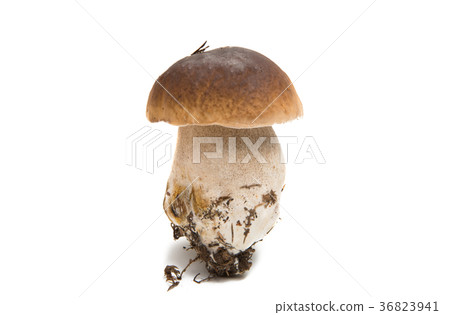 white mushroom isolated white mushroom isolated 36823941