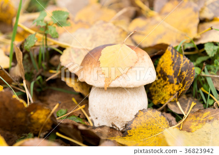 white fungus growing in autumn white fungus growing in autumn 36823942