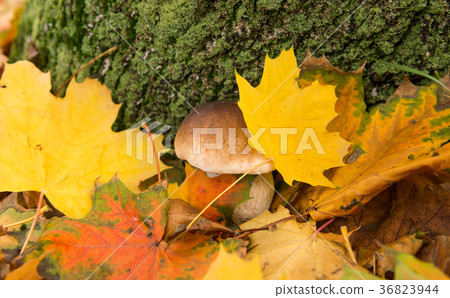 white fungus growing in autumn 36823944