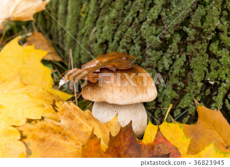 white fungus growing in autumn 36823945