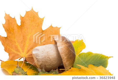 white mushroom isolated white mushroom isolated 36823948
