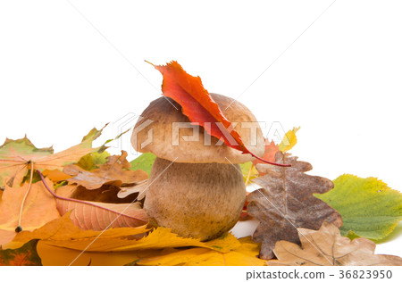white mushroom isolated white mushroom isolated 36823950