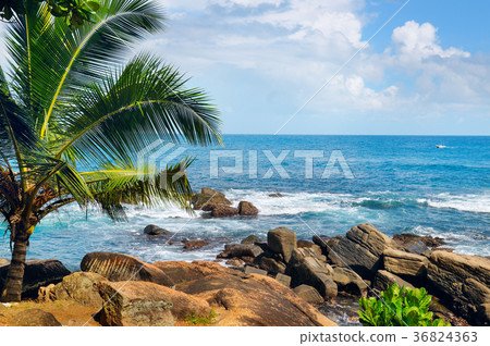 Beach tropical ocean with palm trees and lagoon 36824363
