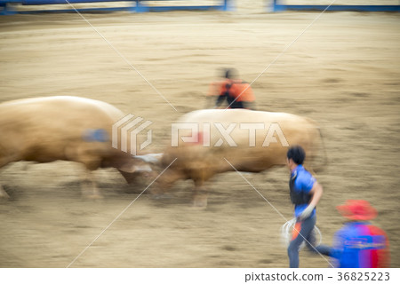 Bullfighting, Qingdao bush fighting festival, Qingdao, Gyeongbuk 36825223