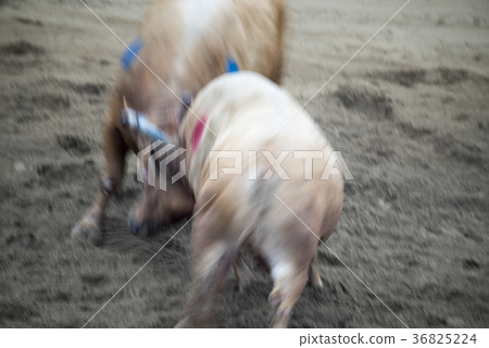 Bullfighting, Qingdao bush fighting festival, Qingdao, Gyeongbuk Bullfighting, Qingdao bush fighting festival, Qingdao, Gyeongbuk 36825224
