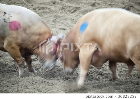 Bullfighting, Qingdao bush fighting festival, Qingdao, Gyeongbuk Bullfighting, Qingdao bush fighting festival, Qingdao, Gyeongbuk 36825252