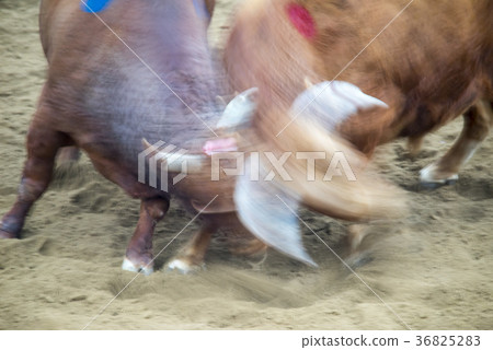 Bullfighting, Qingdao bush fighting festival, Qingdao, Gyeongbuk Bullfighting, Qingdao bush fighting festival, Qingdao, Gyeongbuk 36825283