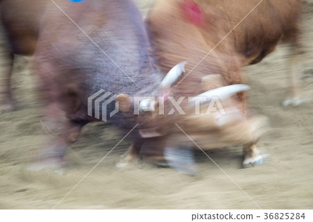 Bullfighting, Qingdao bush fighting festival, Qingdao, Gyeongbuk Bullfighting, Qingdao bush fighting festival, Qingdao, Gyeongbuk 36825284