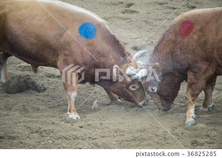 Bullfighting, Qingdao bush fighting festival, Qingdao, Gyeongbuk Bullfighting, Qingdao bush fighting festival, Qingdao, Gyeongbuk 36825285