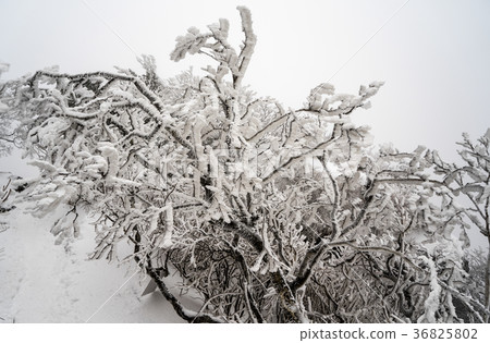 Chunwangbong, Jirisan, Gyeongnam 36825802