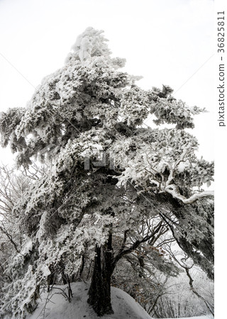 Chunwangbong, Jirisan, Gyeongnam 36825811