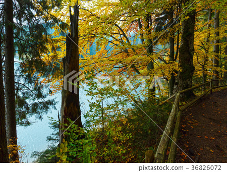 Lake Synevyr autumn view. Lake Synevyr autumn view. 36826072