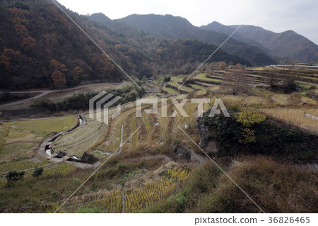 Terraced fields of Shodoshima 36826465