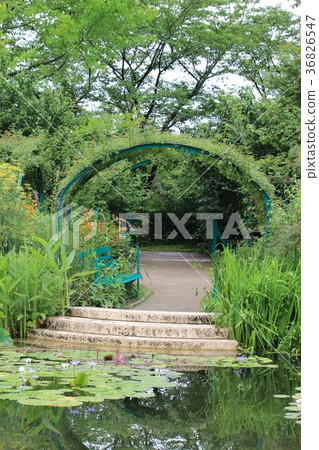 荷花花在莫奈的庭院裡 36826547