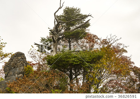 Yunhae, Jirisan, Gyeongnam 36826591