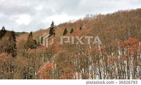 Winter in the plateau 36826793