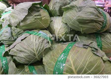 cabbage cabbage 36827003