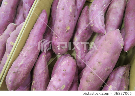 Sweet potato Sweet potato 36827005