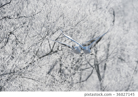 Two tan butterflies (Hokkaido) flying against a background of ice 36827145