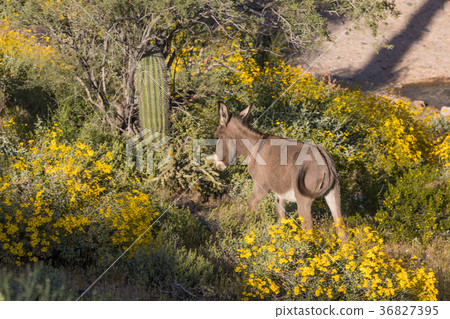 Wild Burro in the Desert in Spring Wild Burro in the Desert in Spring 36827395