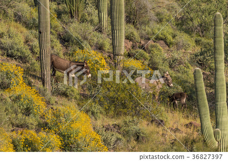Wild Burros in the Desert in Spring 36827397