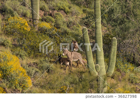 Wild Burros in the Desert in Spring Wild Burros in the Desert in Spring 36827398