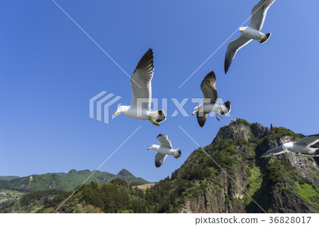 Ulleung County, Gyeongbuk Province 36828017