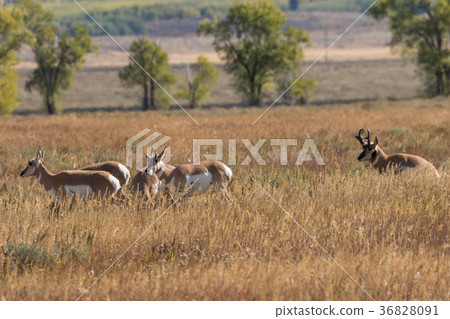 Pronghorn Antelope in Rut 36828091