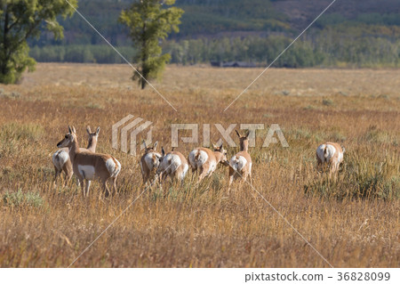 Pronghorn Antelope in Rut Pronghorn Antelope in Rut 36828099