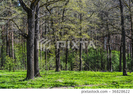 Summer oak forest Summer oak forest 36828622