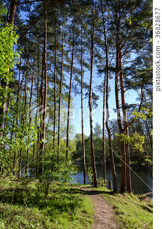 Forest path in the forest near the river. Spring. Forest path in the forest near the river. Spring. 36828677