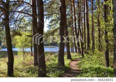 Path for walks in the forest park near the river. Path for walks in the forest park near the river. 36828691